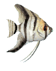 Image of a fish
